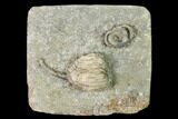 Fossil Crinoid and Starfish Association - Crawfordsville, Indiana #148664-1